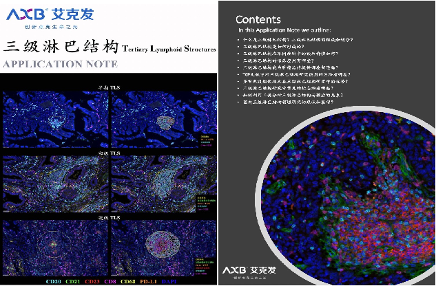 三级淋巴结构的应用专题手册（APPLICATION NOTE）上线啦！